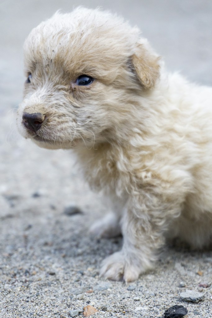Apricot Poodle Pup