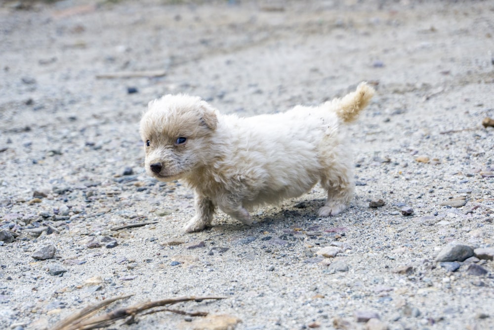 a small white dog standing on top of a dirt field
