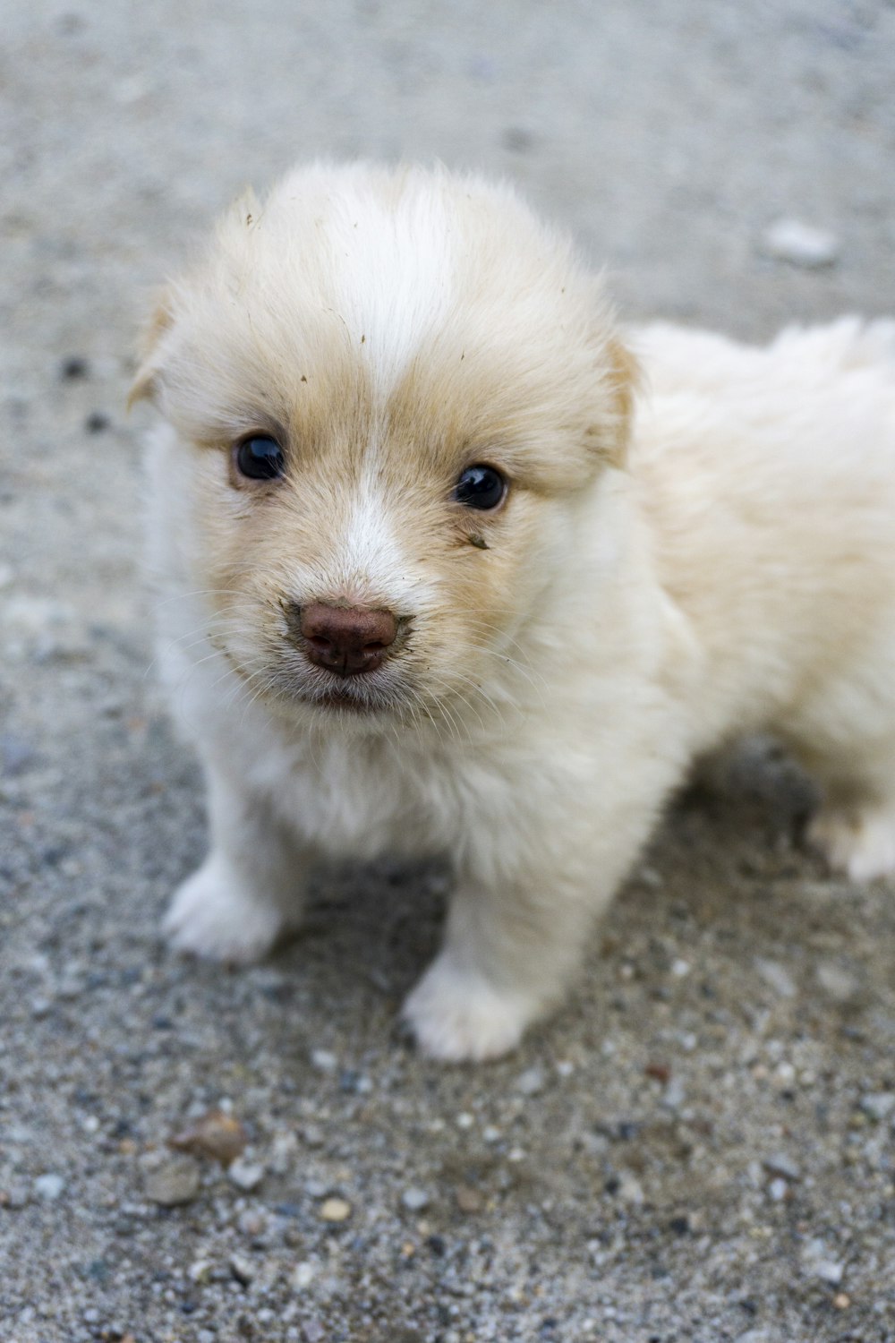 a small white dog standing on top of a gravel road