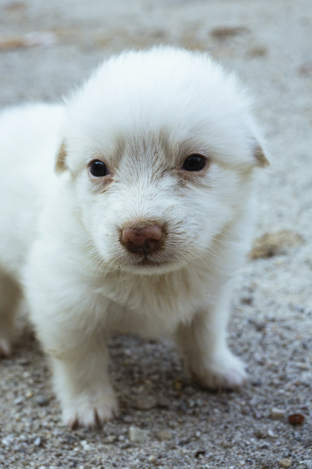 a small white dog standing on top of a gravel road