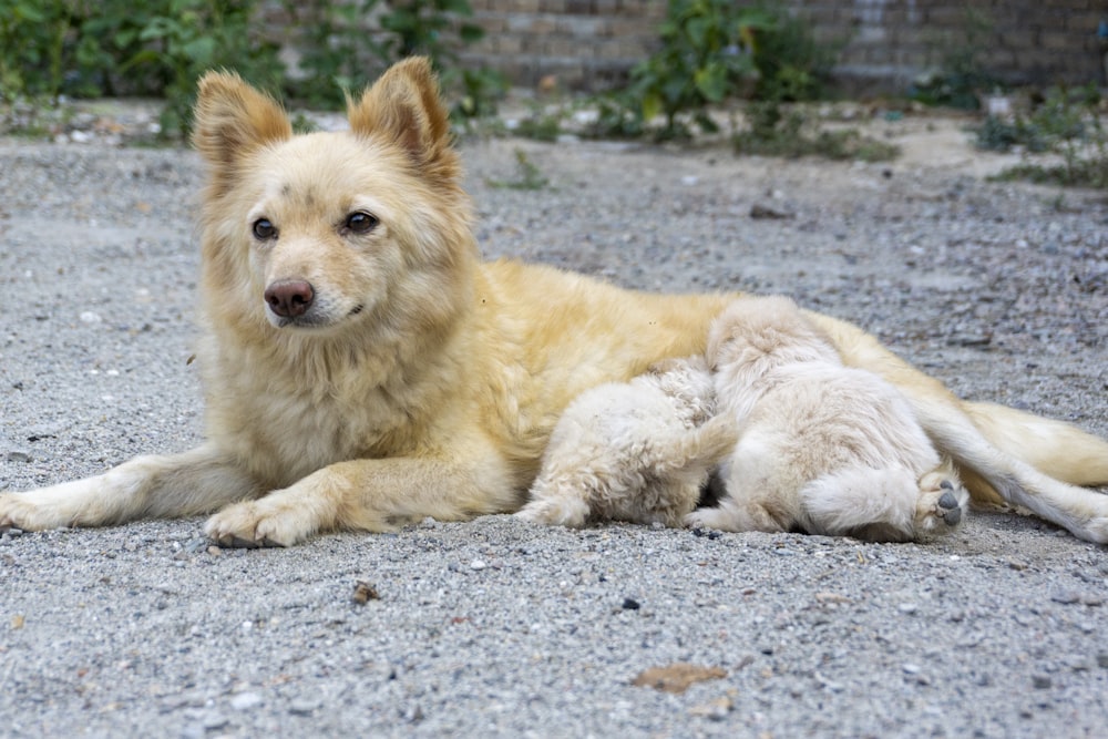 a dog laying on the ground next to another dog