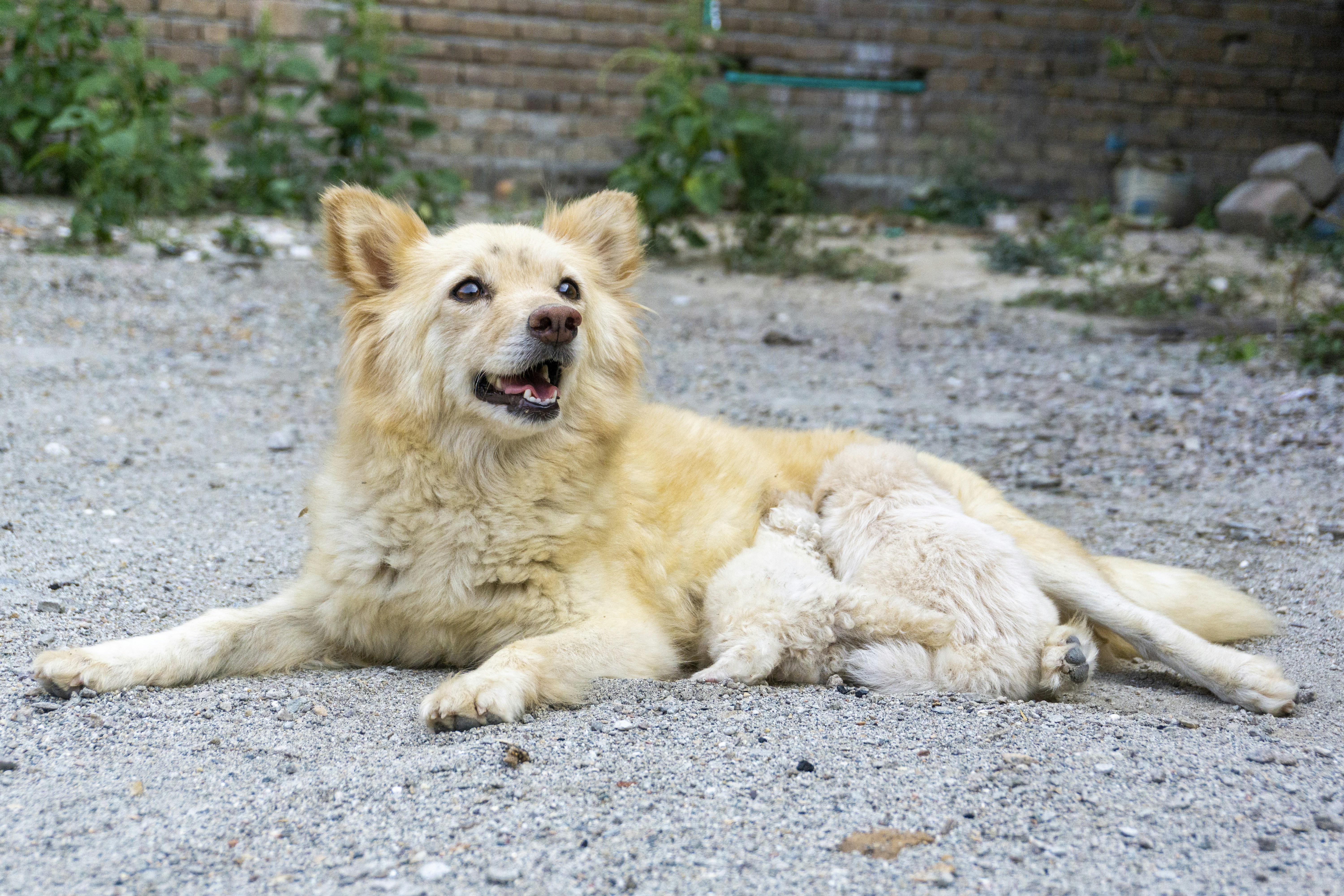 a dog laying on the ground with its mouth open