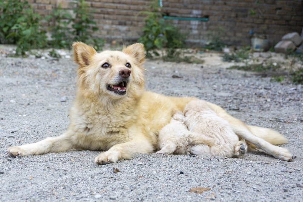 a dog laying on the ground with its mouth open