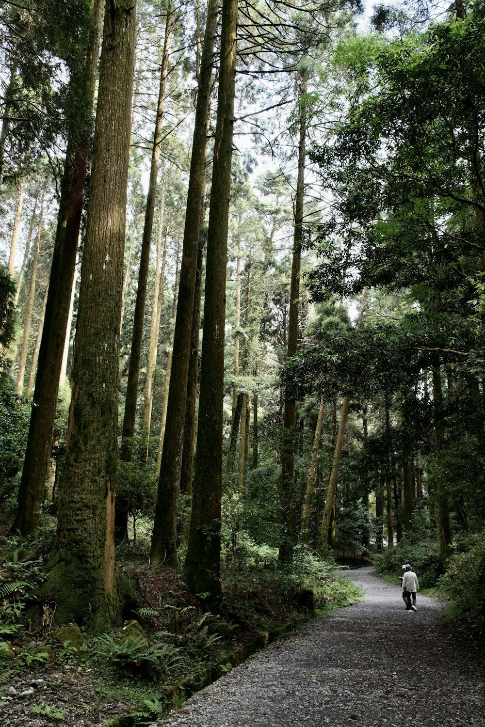 a person walking down a path through a forest