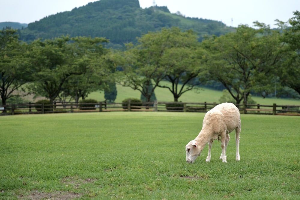 ein Schaf, das auf einem Feld mit einem Berg im Hintergrund grast