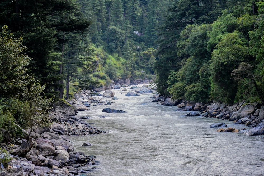 a river running through a lush green forest