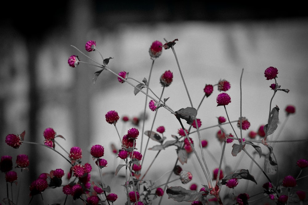 a black and white photo of pink flowers