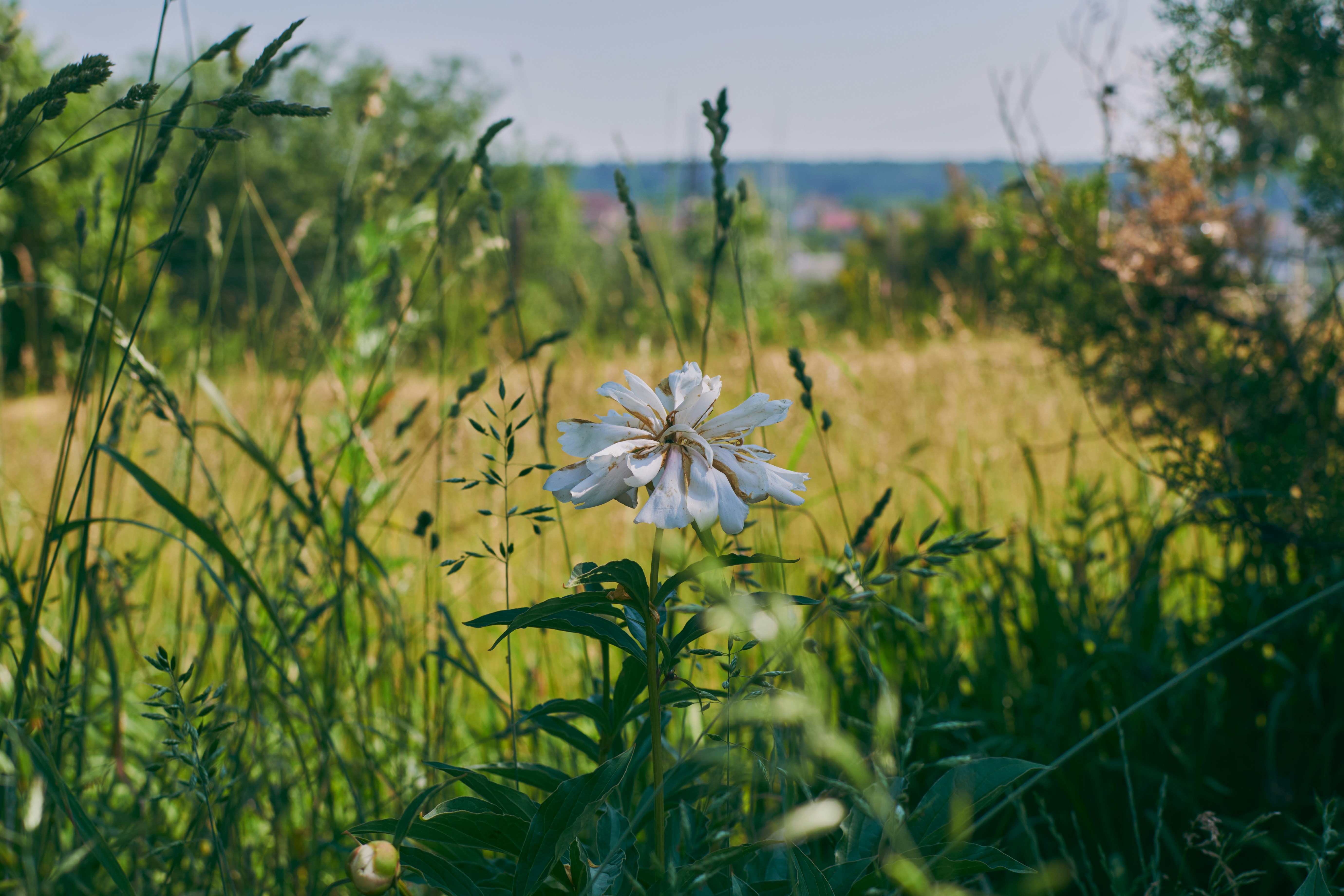 a white flower in a field of tall grass