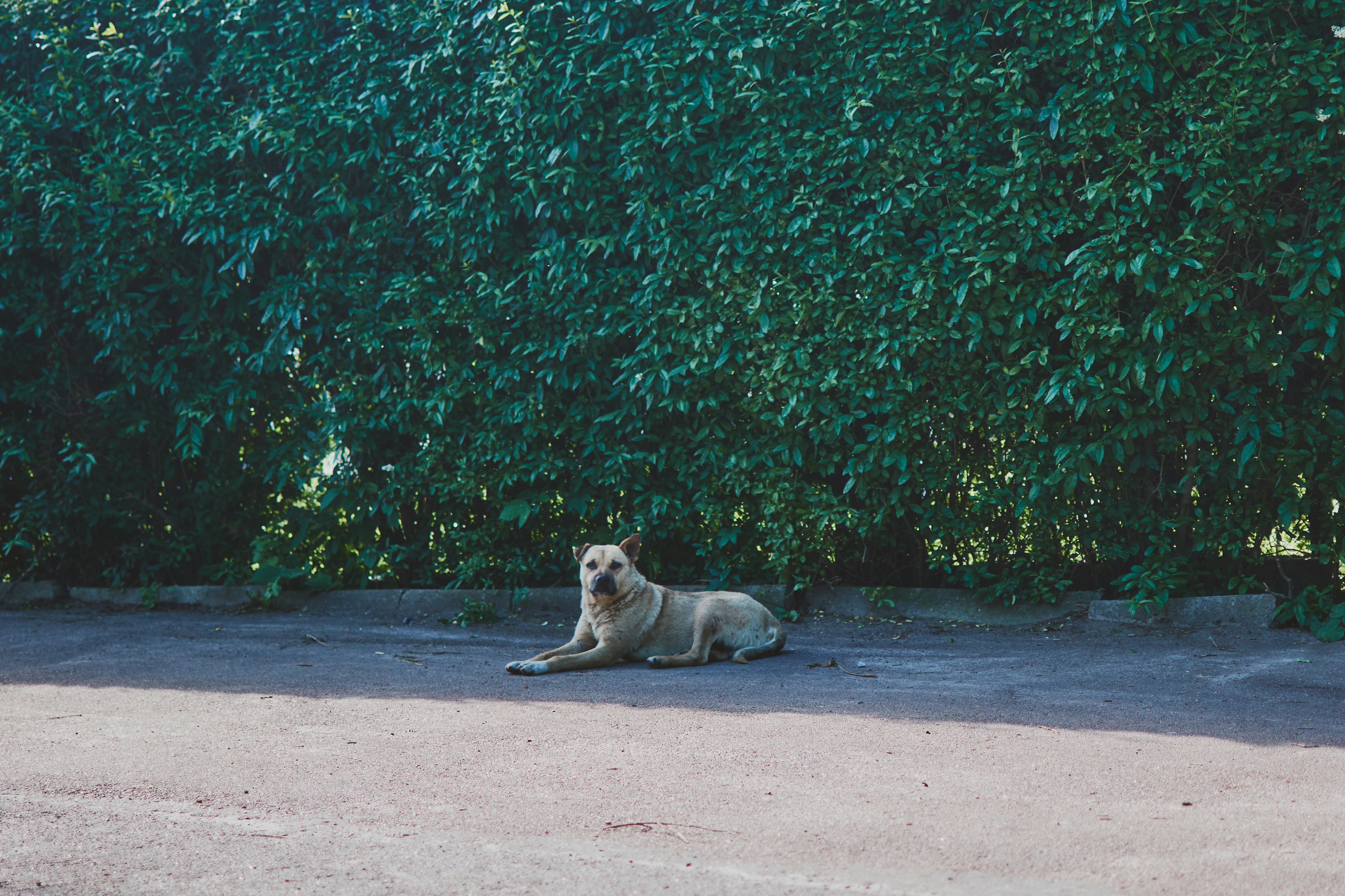 Un perro tendido en el suelo frente a un seto