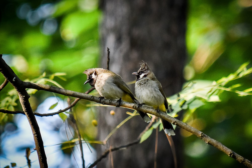 a couple of birds sitting on top of a tree branch