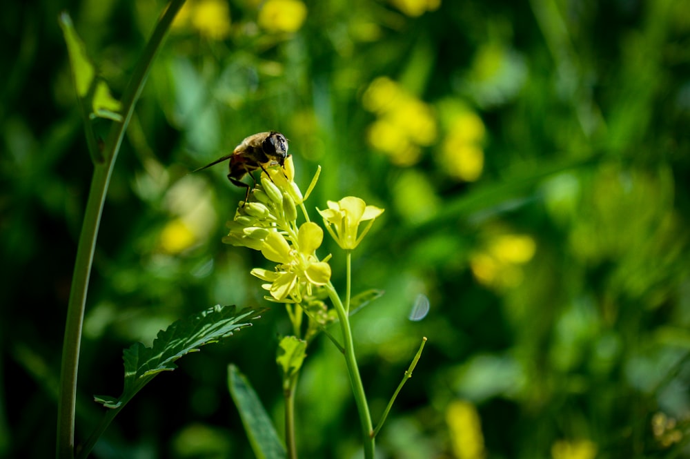 a bee sitting on top of a yellow flower