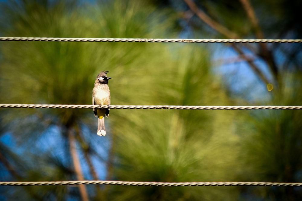 a small bird sitting on a wire with trees in the background