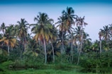 A lush palm plantation at sunrise with workers tending young palms.