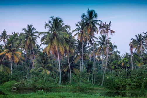 A lush palm plantation at sunrise with workers tending young palms.