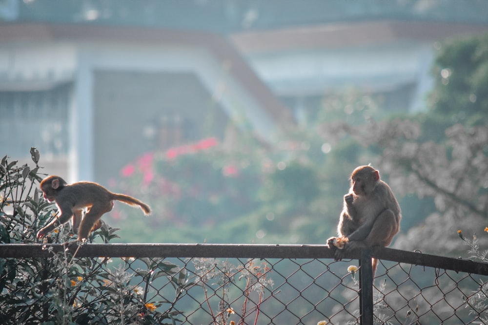 a couple of monkeys sitting on top of a fence