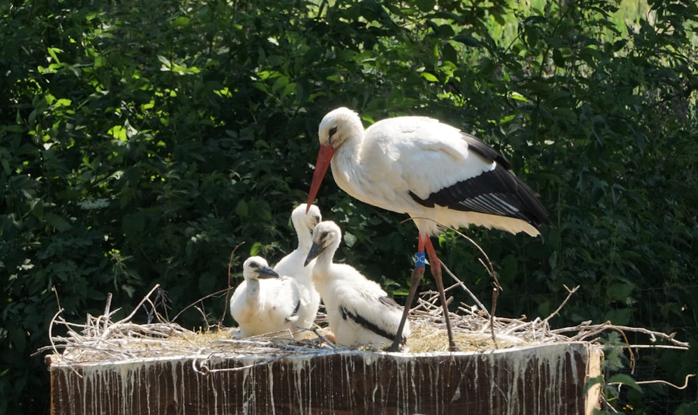 a stork is feeding its young in a nest