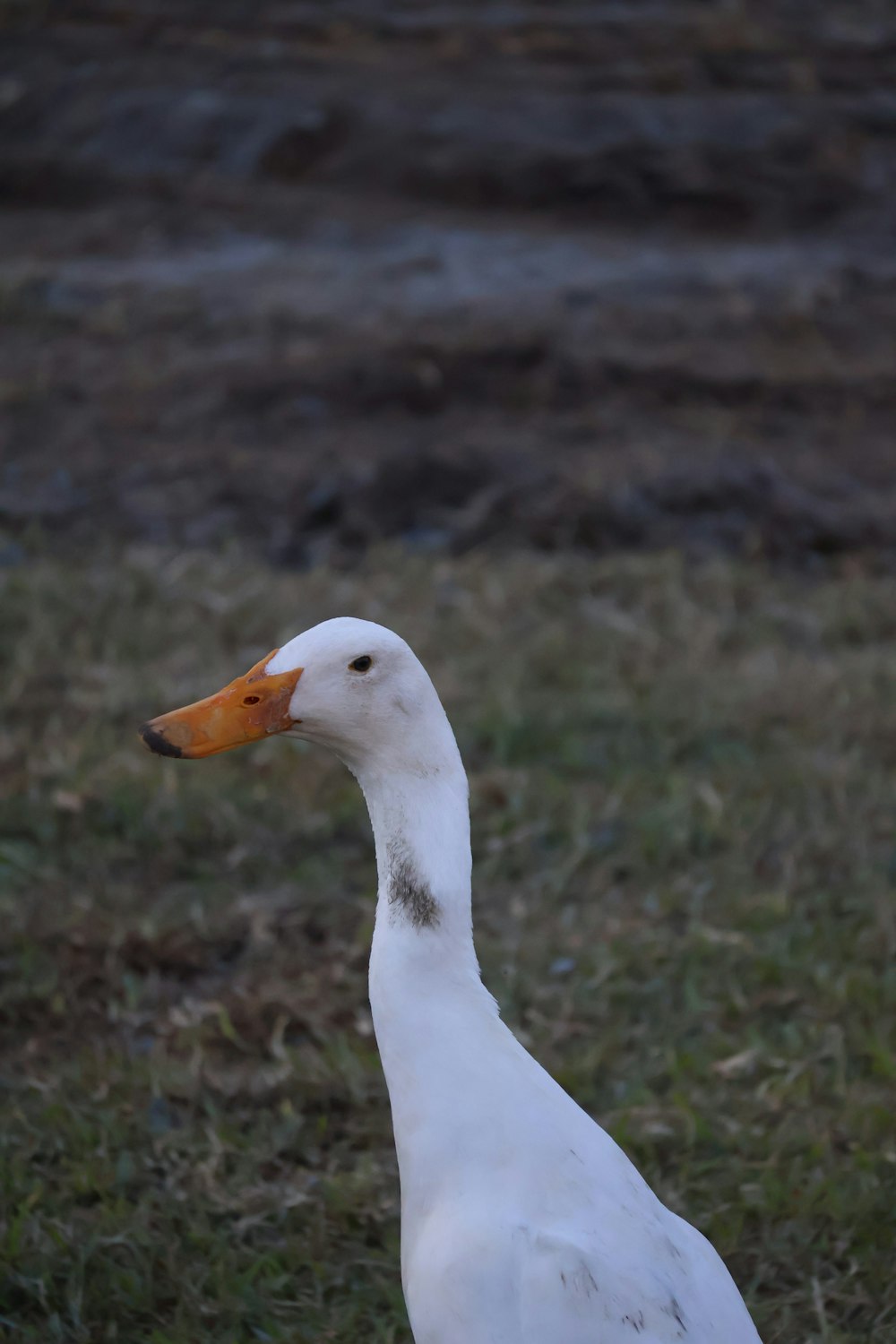 a white duck standing on top of a grass covered field