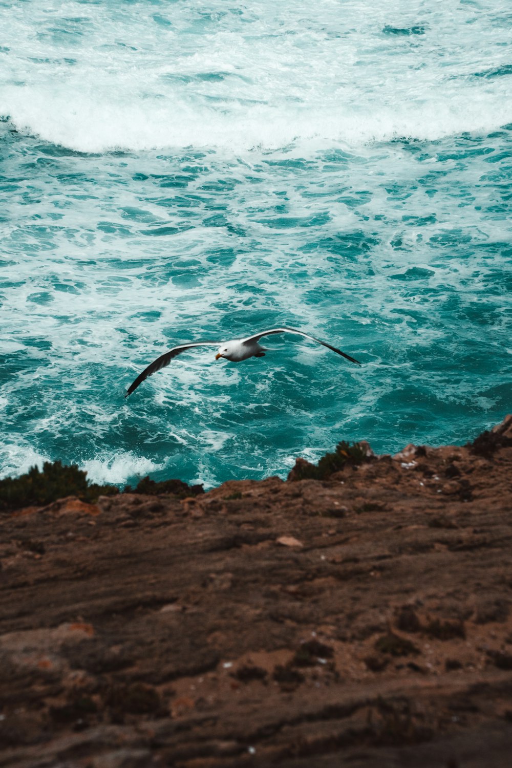 a bird flying over a body of water