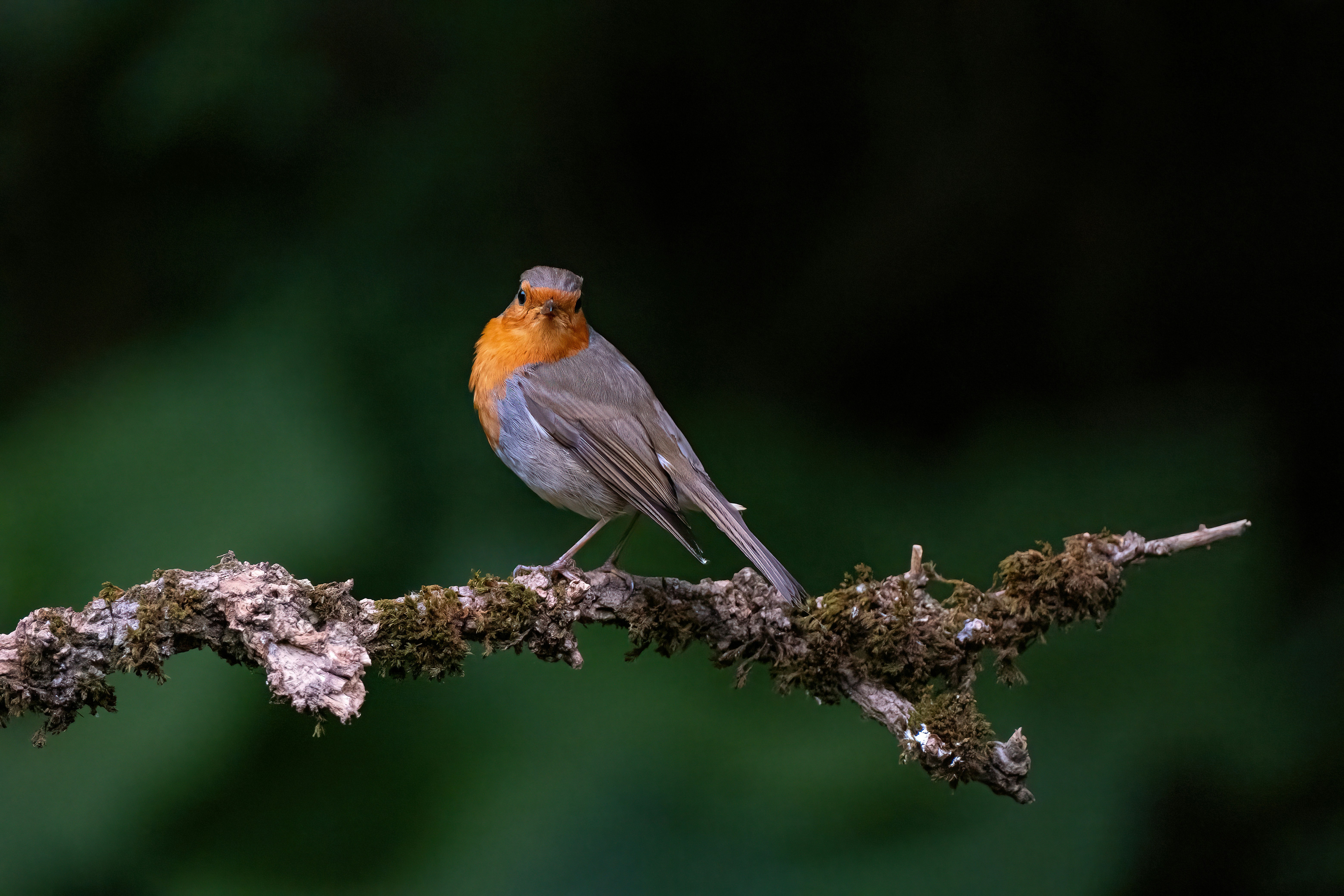 Photo by philrobson100