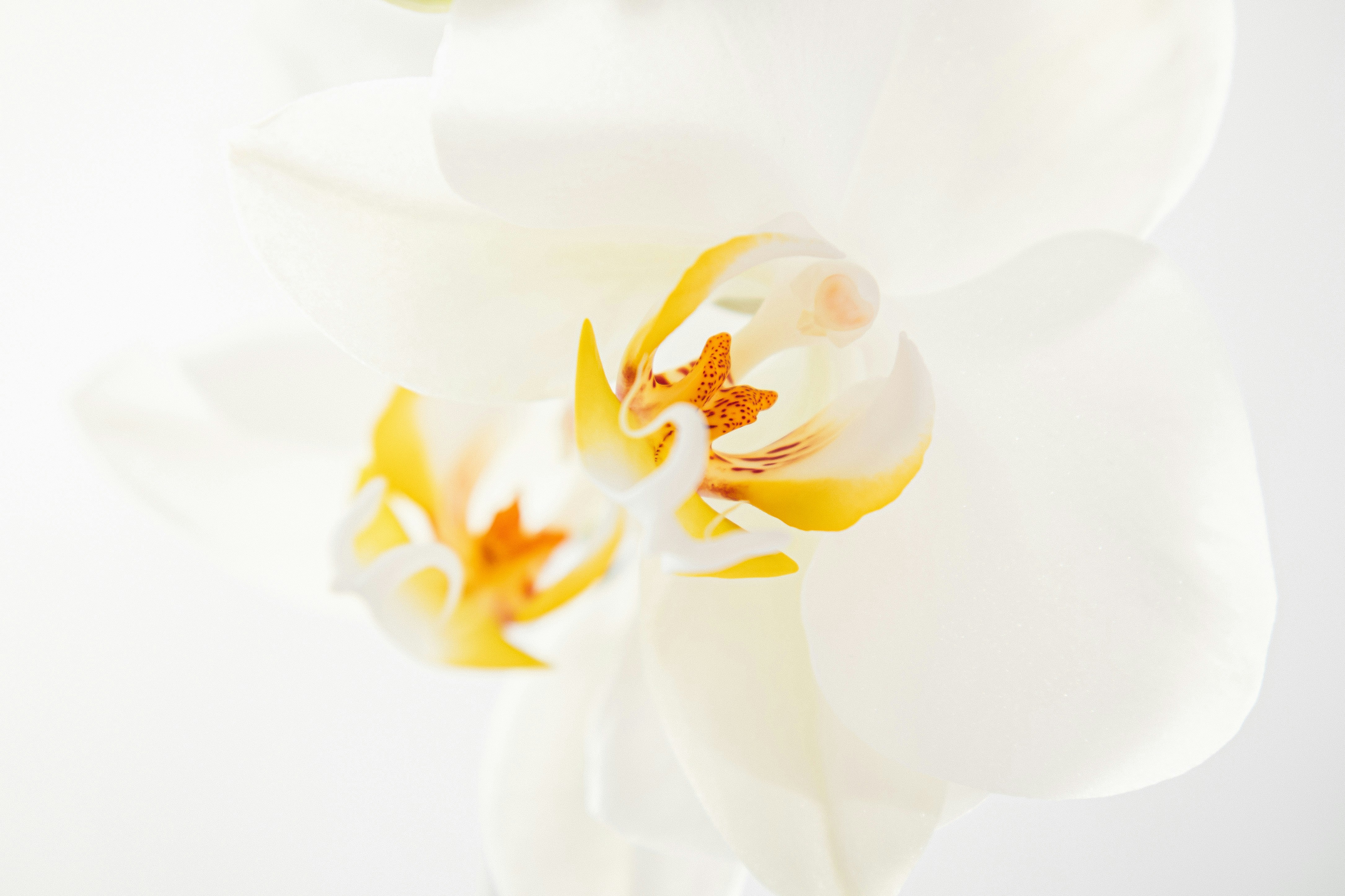 Un primer plano de una flor blanca y amarilla