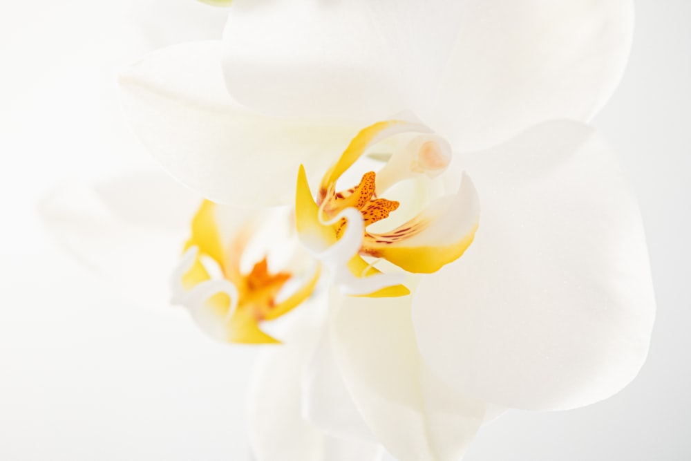 a close up of a white and yellow flower