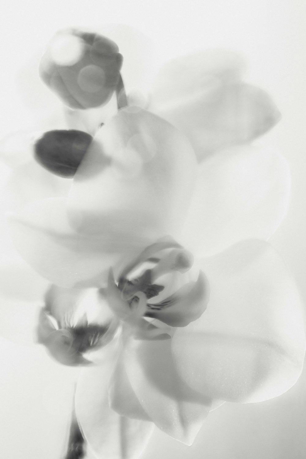 a black and white photo of flowers in a vase