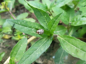 A bug with black and white striped patterns on its body is perched on a green leaf. The setting includes other green leaves, suggesting a natural environment with vegetation.