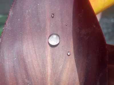 Close-up of rich, deep burgundy leaves with dewdrops, symbolizing quality.