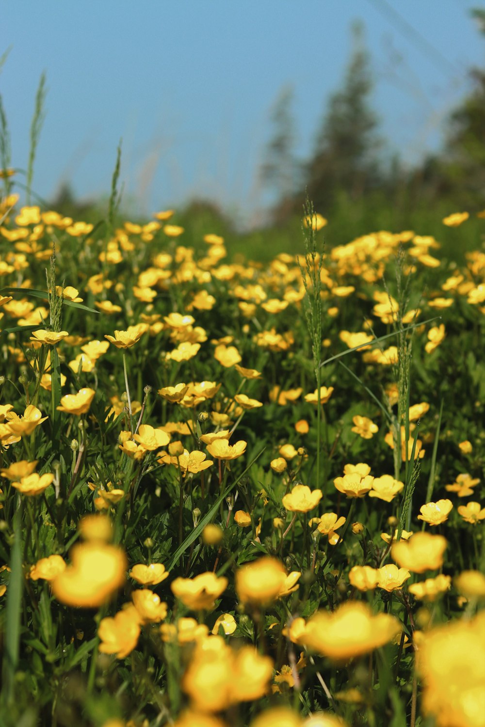 a field full of yellow flowers under a blue sky