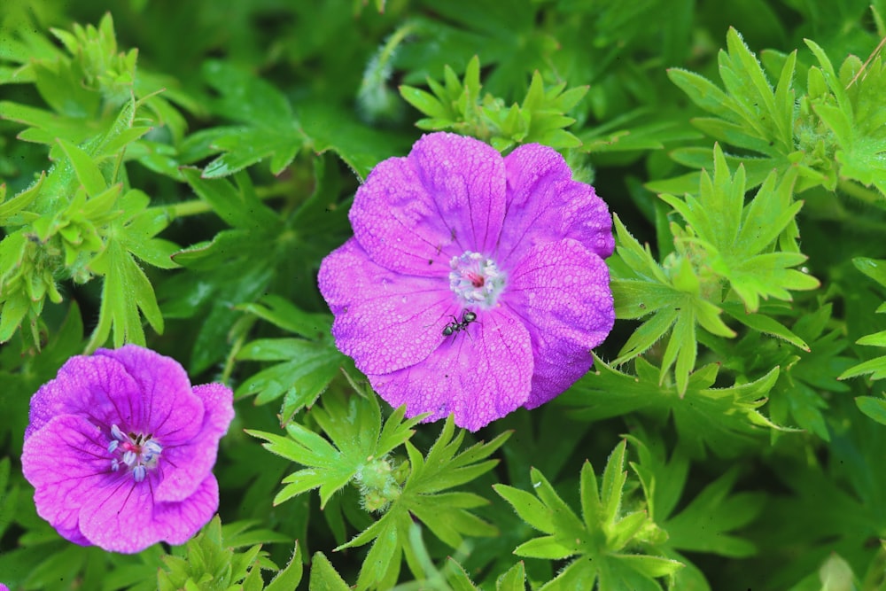 purple flowers with green leaves in the background