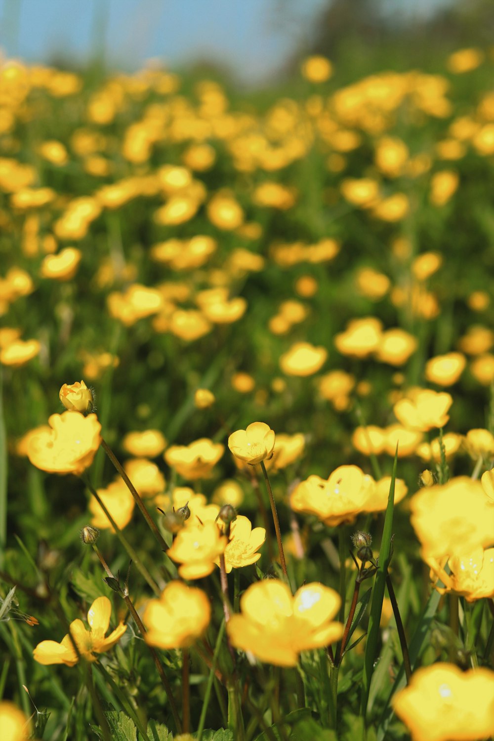 a field full of yellow flowers on a sunny day