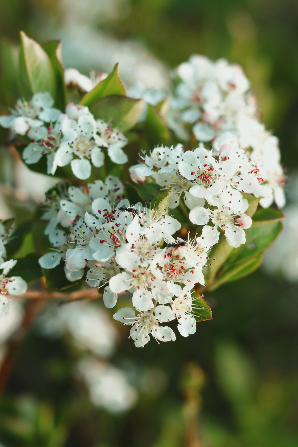 a bunch of white flowers that are on a tree