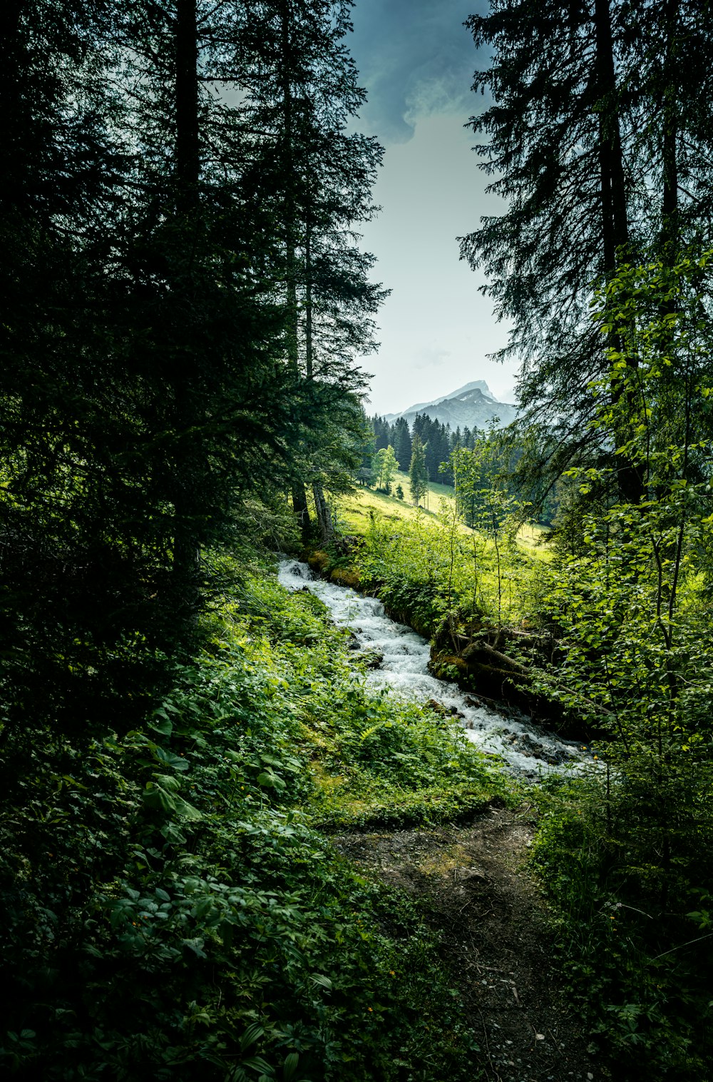 a stream running through a lush green forest