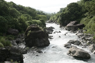A river flows through a lush green forest with large rocks scattered along its banks. The water is a clear, icy blue and rushes over the stones, creating white rapids. Dense vegetation, including tall trees and bushes, covers the surrounding hills, creating an impression of tranquility and wilderness.