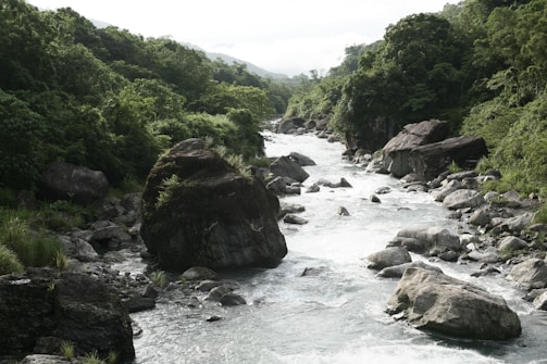 A river flows through a lush green forest with large rocks scattered along its banks. The water is a clear, icy blue and rushes over the stones, creating white rapids. Dense vegetation, including tall trees and bushes, covers the surrounding hills, creating an impression of tranquility and wilderness.