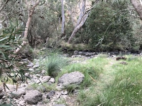 A serene natural landscape featuring a small stream surrounded by lush greenery and trees. The area is filled with rocks and patches of vibrant green grass, with a variety of trees including some with white bark. The scene conveys a peaceful and undisturbed environment, with a clear focus on natural elements.