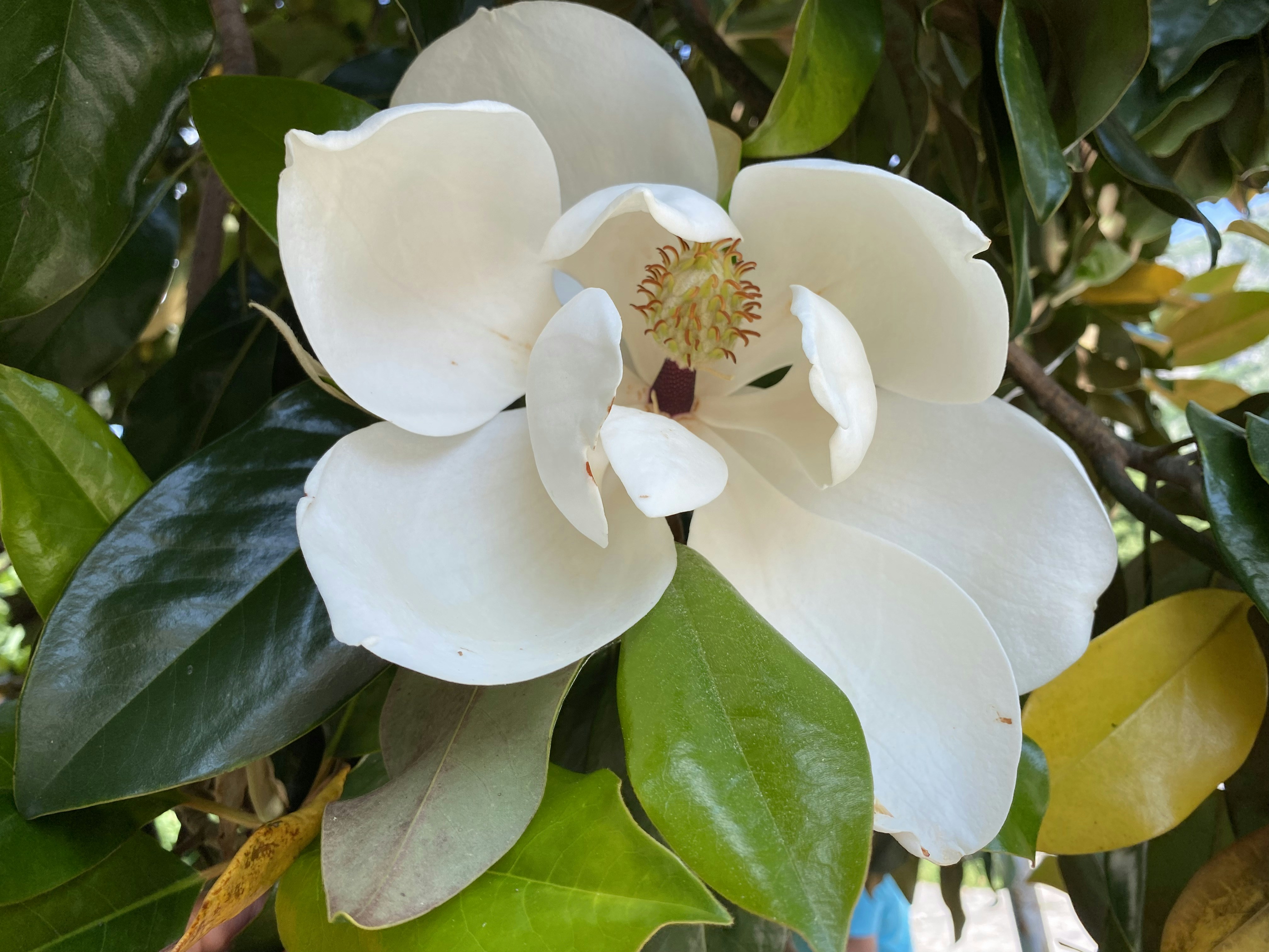 Photo by gabriellanemeth