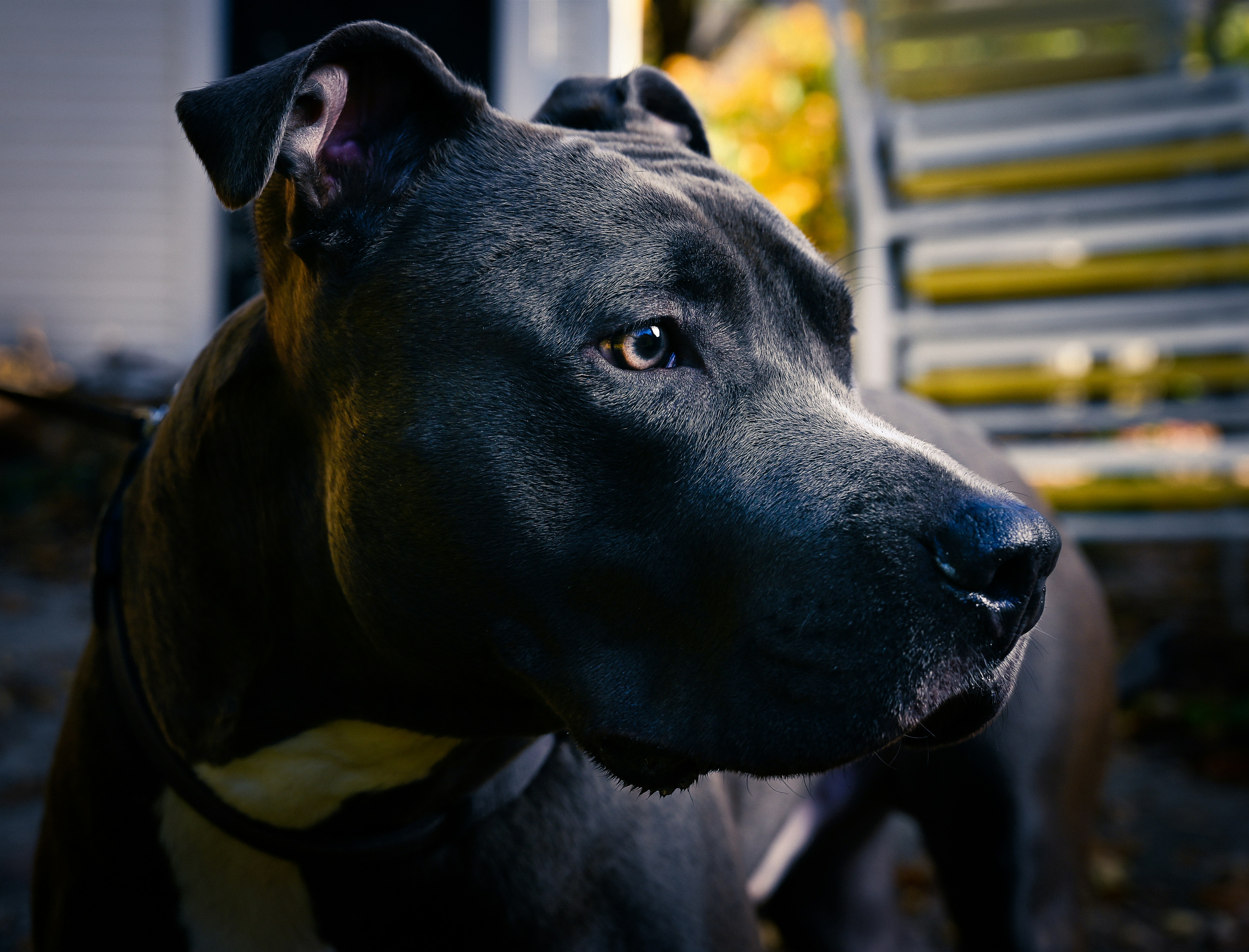 Rugged Custom Collar