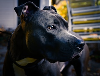 A close-up image of a black dog with short fur, possibly a pit bull breed, showcasing its strong and muscular features. The dog's eyes are focused and alert, with soft lighting highlighting its face against a slightly blurred background.