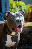 A happy dog with a glossy coat stands outdoors, wearing a collar and leash. The background features blurred greenery.