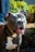 A happy dog with a glossy coat stands outdoors, wearing a collar and leash. The background features blurred greenery.