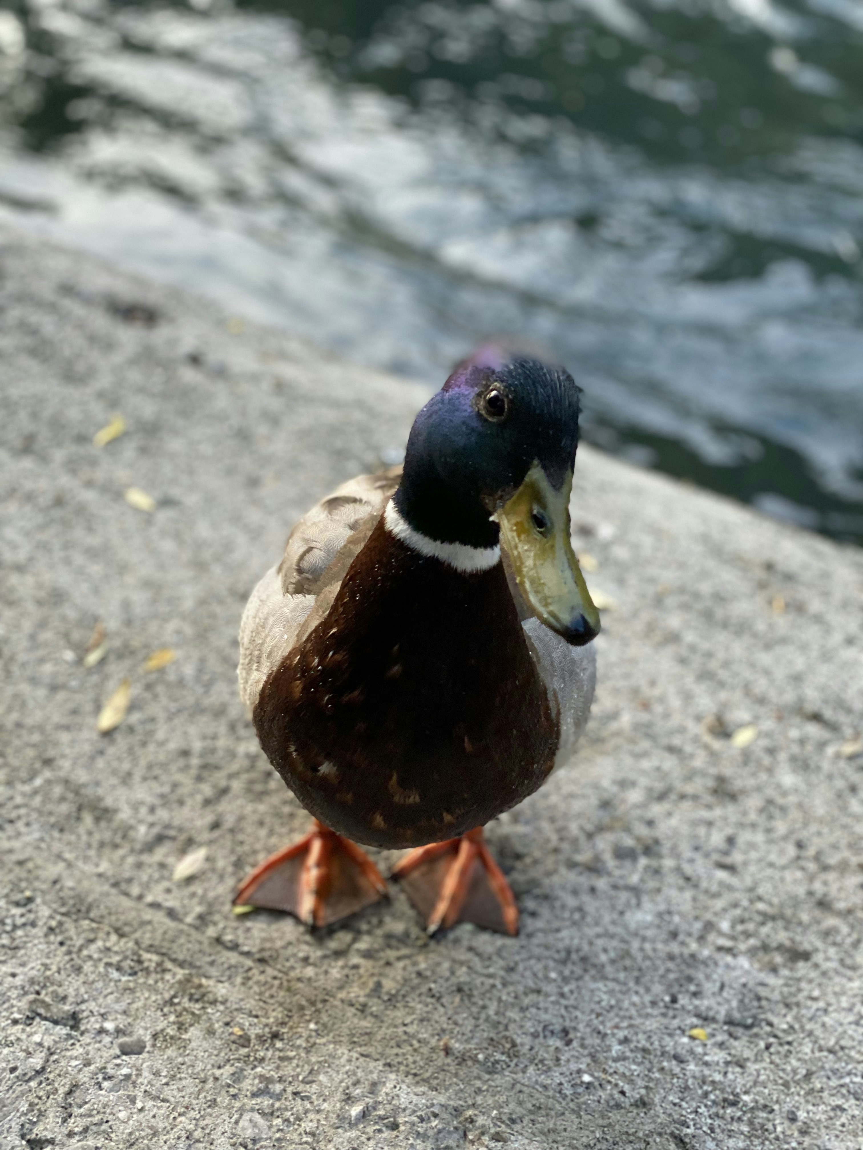 Photo by gabriellanemeth