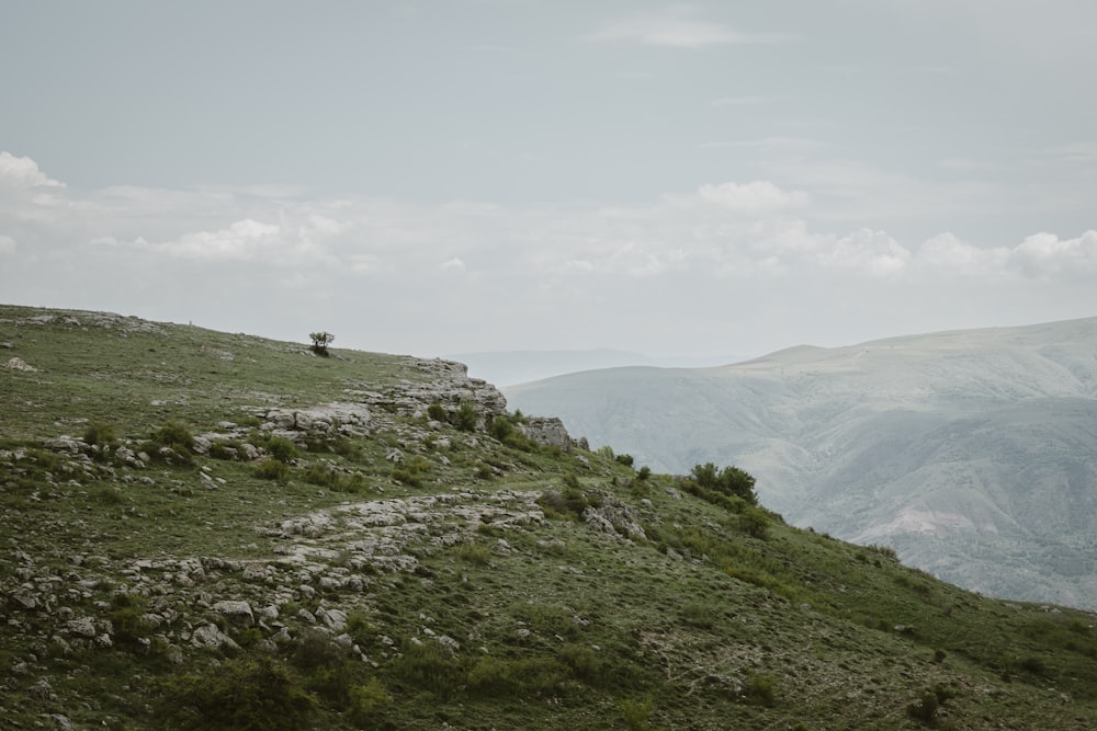 a lone tree on a grassy hill with mountains in the background