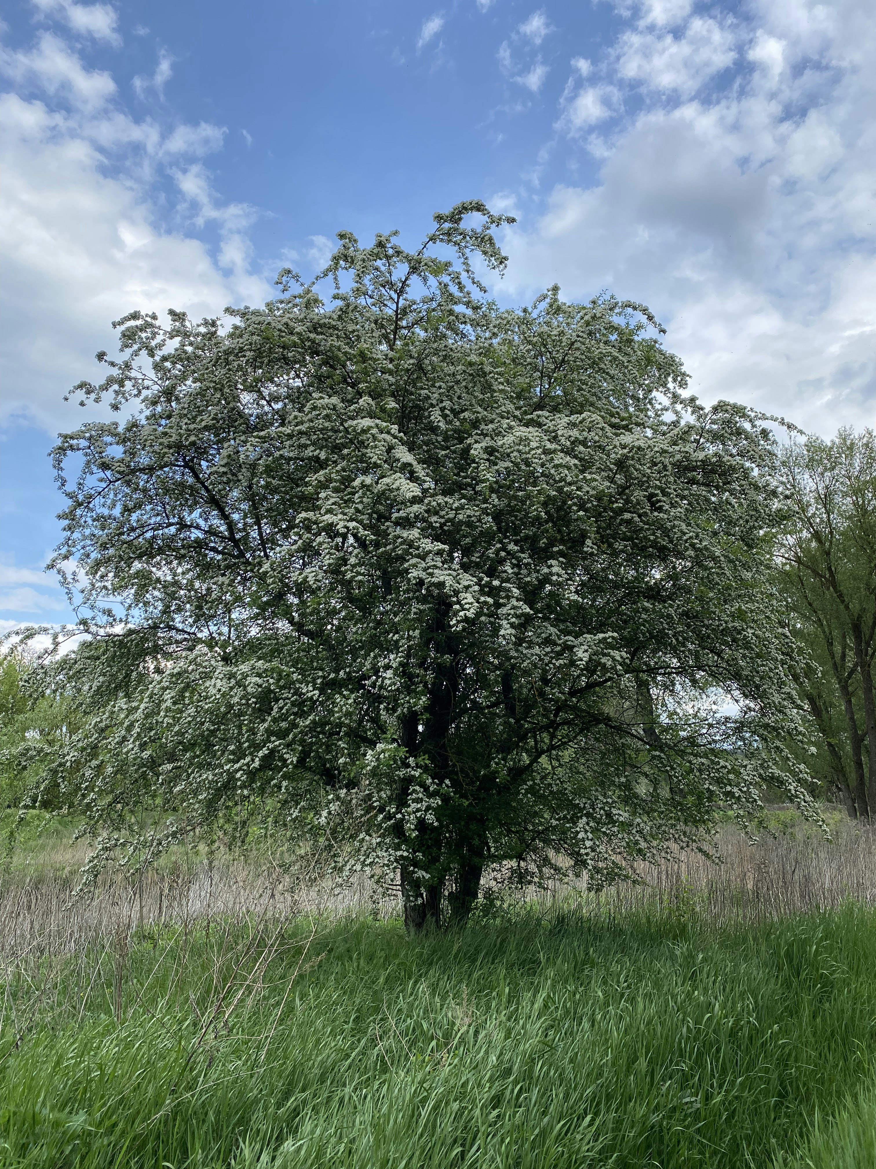 a tree in a grassy field under a cloudy blue sky