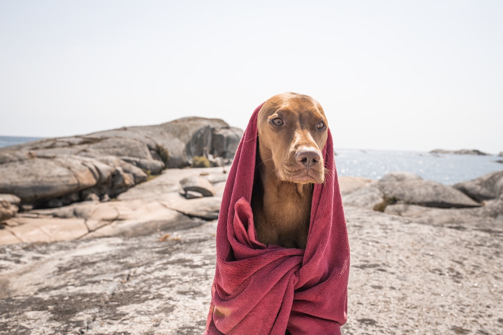 a dog wrapped in a blanket on a rocky beach