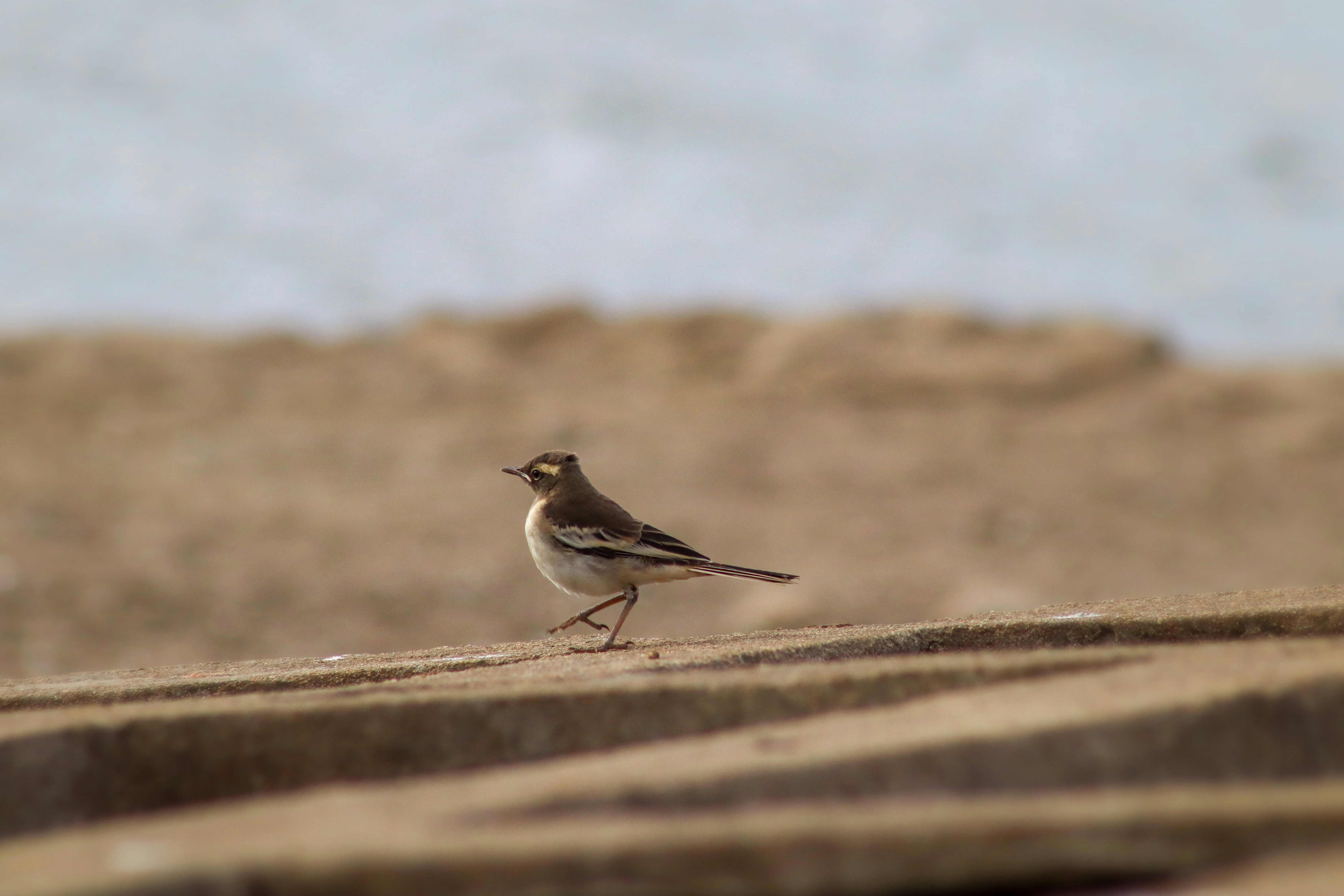 Photo by pushpak_art