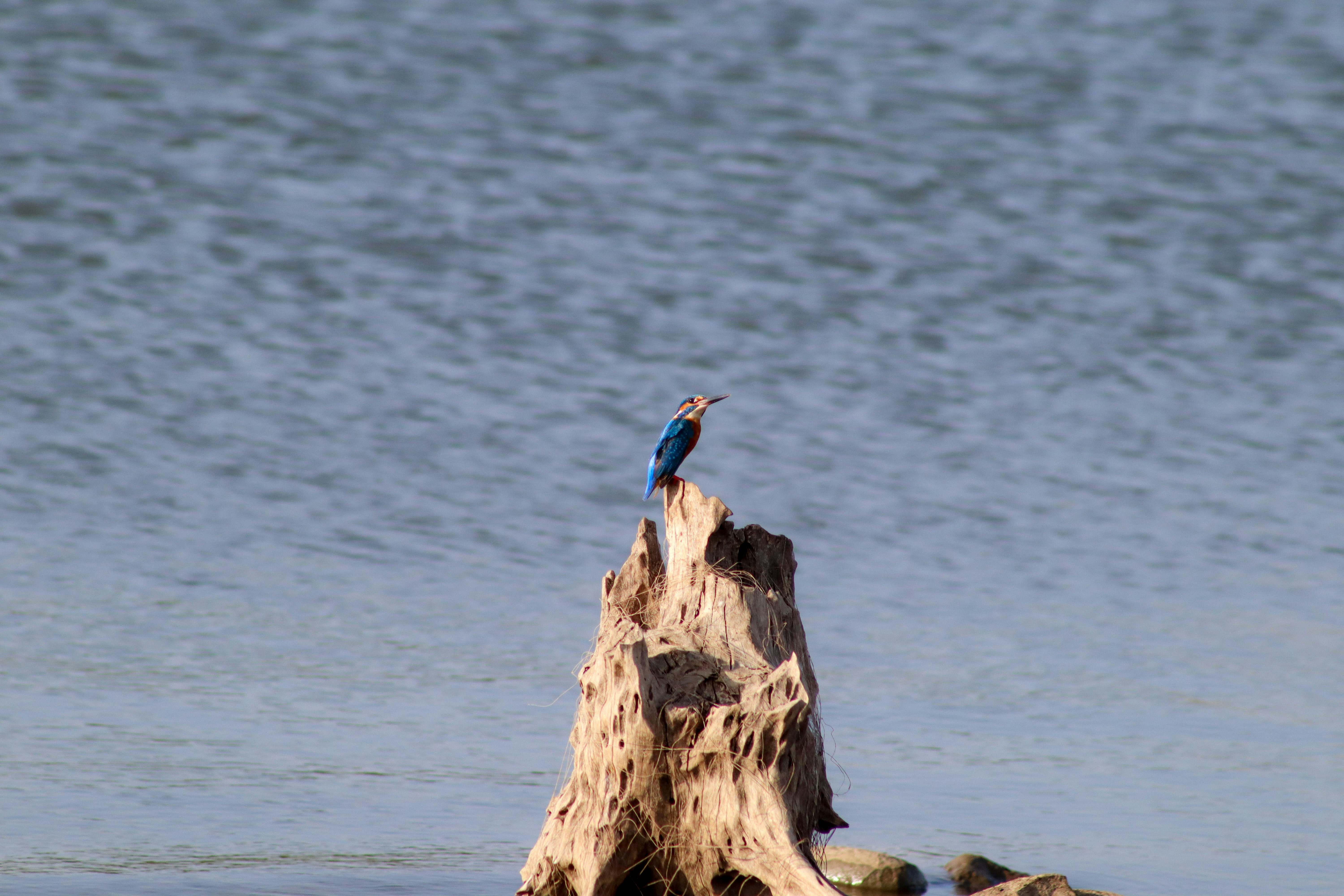 A blue bird perched on top of a tree stump photo – Free India Image on ...