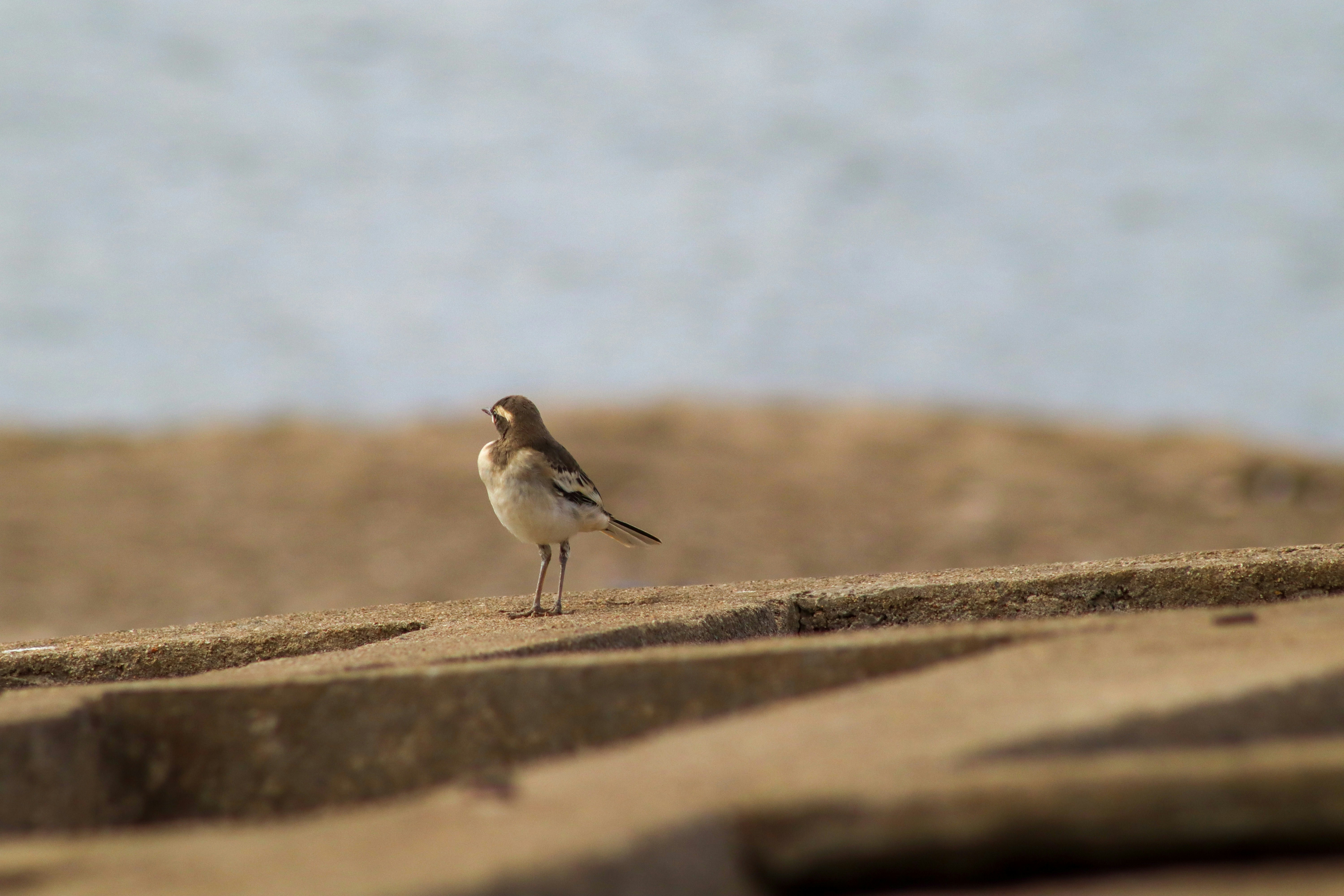 Photo by pushpak_art