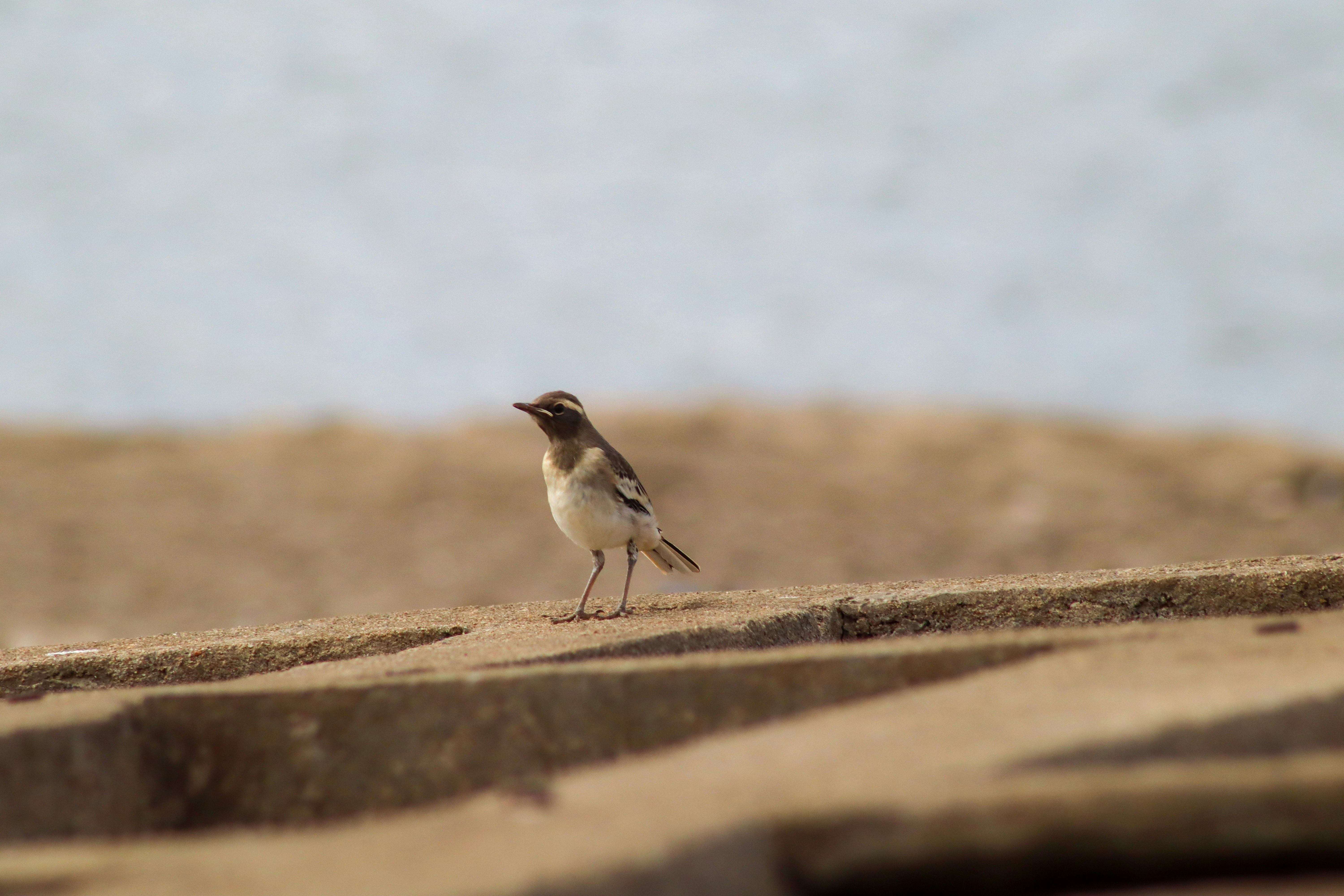 Photo by pushpak_art