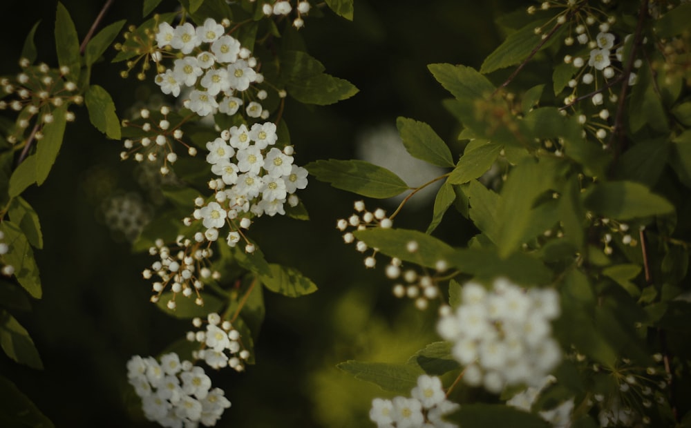 a bunch of white flowers that are on a tree